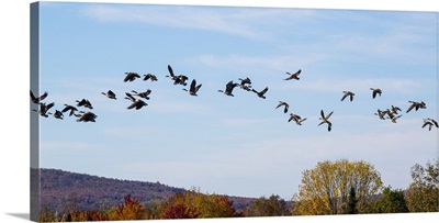 Canada geese in flight in a blue sky with cloud and autumn foliage on the hills below