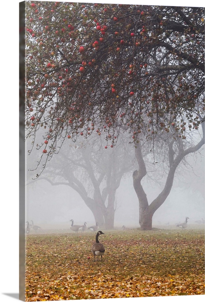 Canada geese sheltering under apple trees on a misty autumn morning, Ontario, Canada