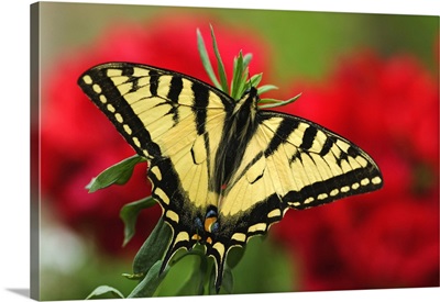 Canadian Tiger Swallowtail Butterfly With Red Geraniam Flowers