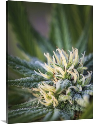 Cannabis Plant And Flower With Visible Trichomes, Marina, California