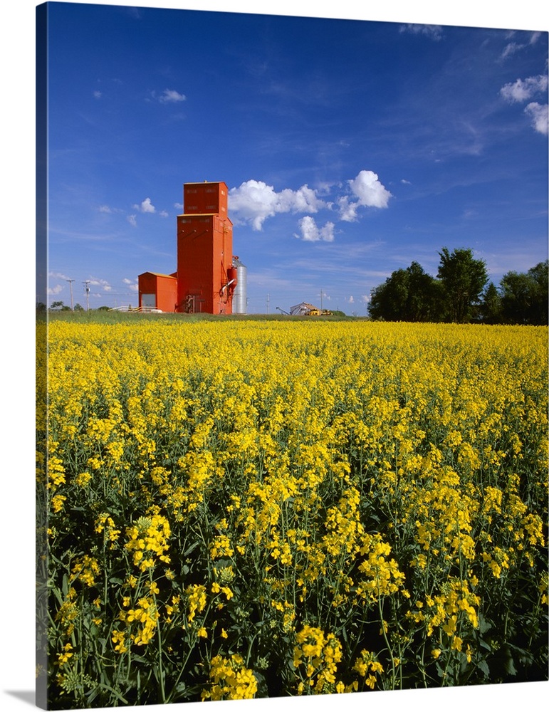 Canola field in full bloom with a red grain elevator