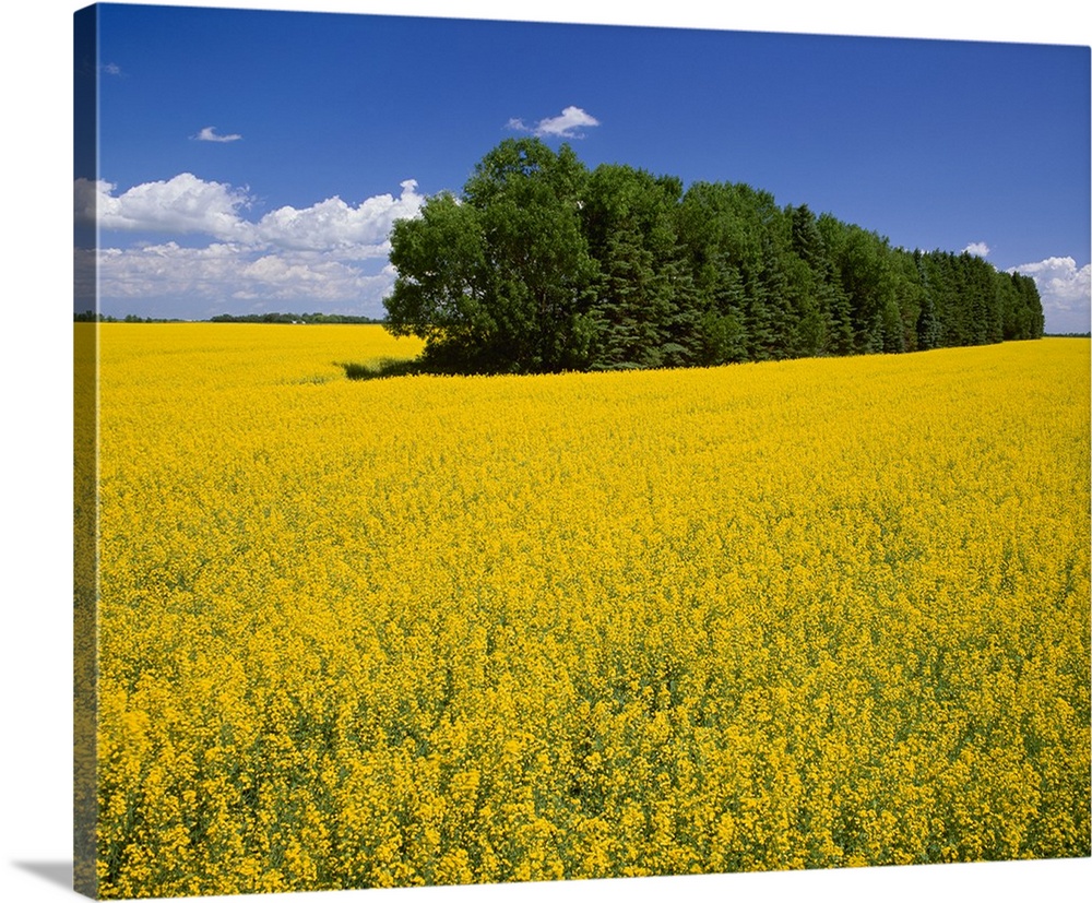 Canola field in full bloom with a tree shelter belt passing through the field