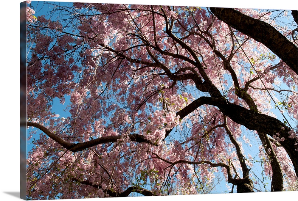 Canopy of weeping Higan cherry trees, Prunus subhirtella var. pendula.