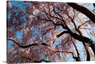 Canopy of weeping Higan cherry trees, Prunus subhirtella var. pendula.; Cambridge, Massachusetts.