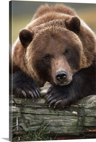 Captive Brown Bear, Alaska Wildlife Conservation Center, Alaska | Great ...