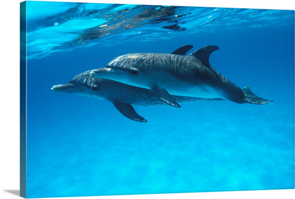Caribbean, Bahamas, Pair Of Spotted Dolphins Underwater Near Surface