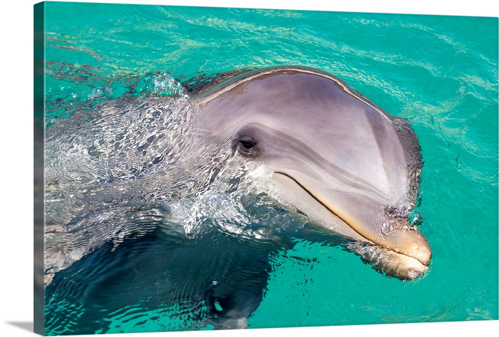 Caribbean, Netherlands Antilles, Curacao, Bottlenose Dolphin (Tursiops Truncatus)