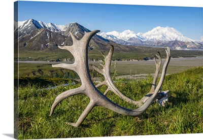 Caribou Antlers, Denali National Park And Preserve, Interior Alaska, Alaska