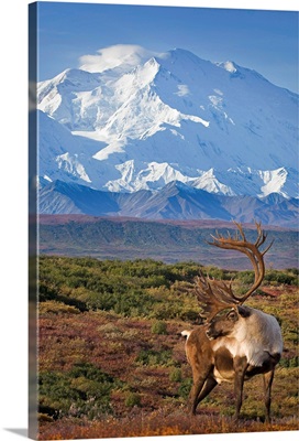 Caribou bull standing on a ridgeline with Mt. McKinley and Denali National Park
