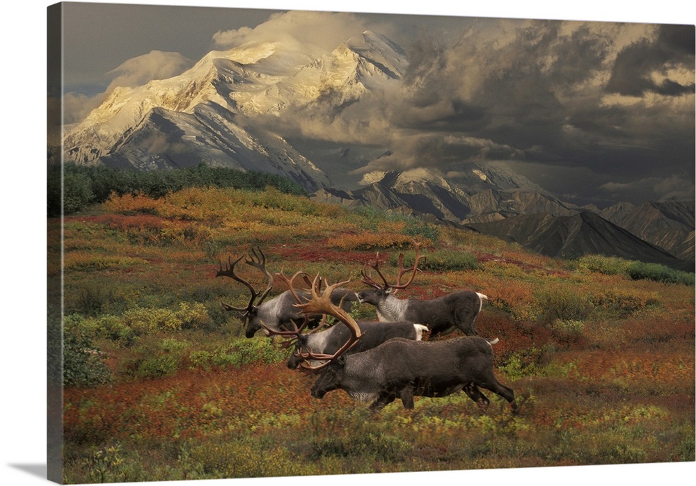 Compostie Caribou Graze On Tundra During Autumn With Mt. Mckinley In The Background In Denali National Park, Alaska Composite