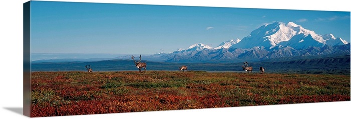 Caribou On Tundra With Mt Mckinley Denali National Park Interior Alaska Wall Art Canvas Prints Framed Prints Wall Peels Great Big Canvas