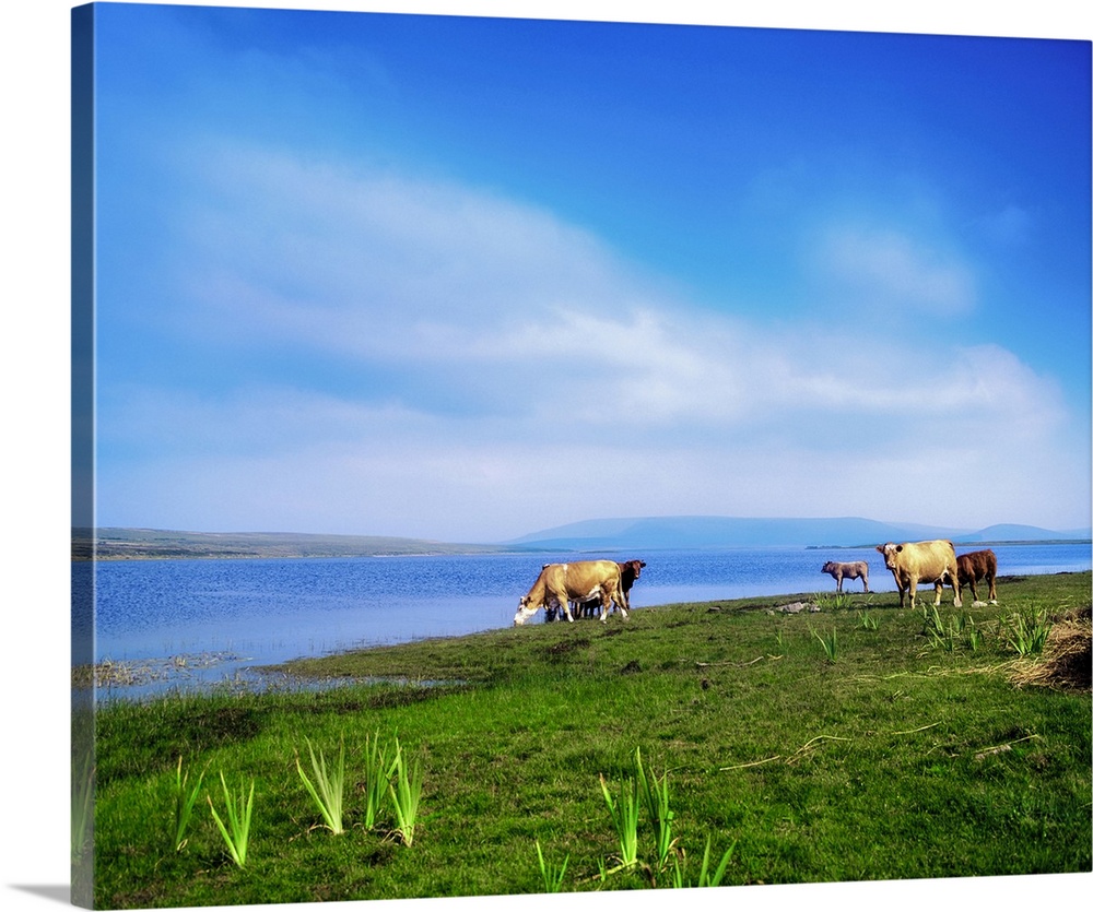 Carrowmore Lake, County Mayo, Ireland, Cattle