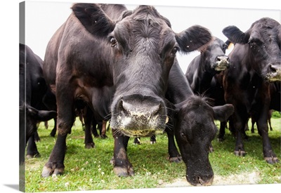 Cattle feeding, Cecilton, Maryland, United States of America