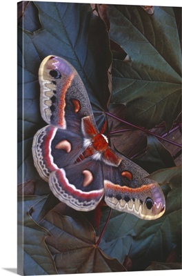 Cecropia Moth On Leaves