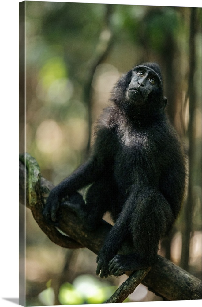 Celebes crested macaque (Macaca Nigra) sitting on a tree limb in Tangkoko Batuangus nature reserve, Indonesia. Bitung Utar...