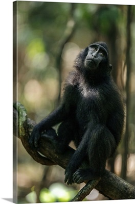 Celebes Crested Macaque Sitting, Tangkoko Batuangus Nature Reserve, Indonesia