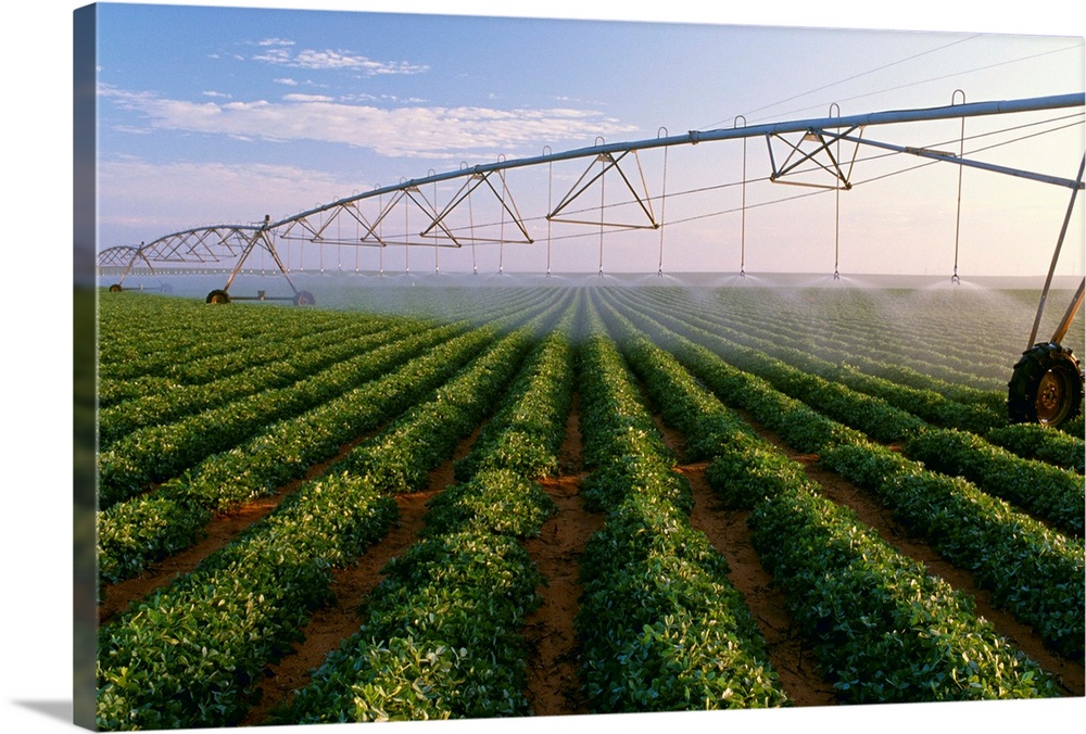 Center pivot irrigation on a mid growth peanut field, West Texas