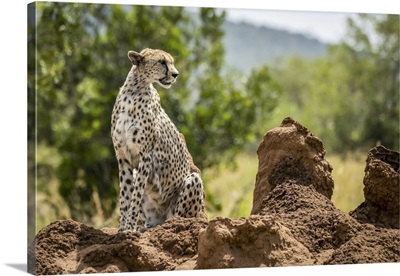 Cheetah (Acinonyx Jubatu) Sitting On Termite Mound Turning Head, Serengeti, Tanzania
