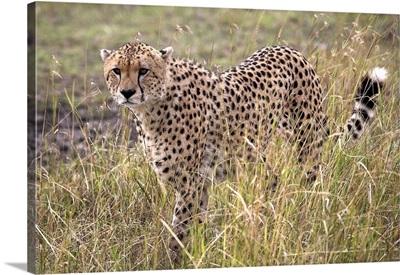 Cheetah (Acinonyx Jubatus), Masai Mara National Reserve, Kenya, Africa