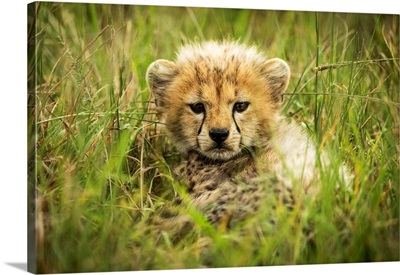 Cheetah Cub In Grass, Grumeti Serengeti Tented Camp, Serengeti National Park, Tanzania