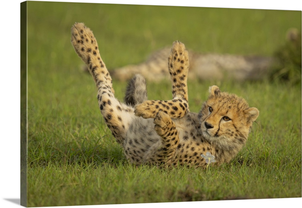 Cheetah cub (Acinonyx jubatus) lies on back in grass in Maasai Mara National Reserve; Narok, Masai Mara, Kenya.