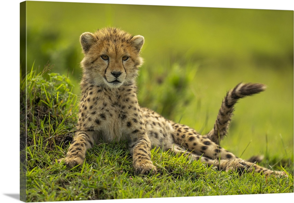 Cheetah cub (Acinonyx jubatus) lies on mound flicking tail in Maasai Mara National Reserve; Narok, Masai Mara, Kenya.