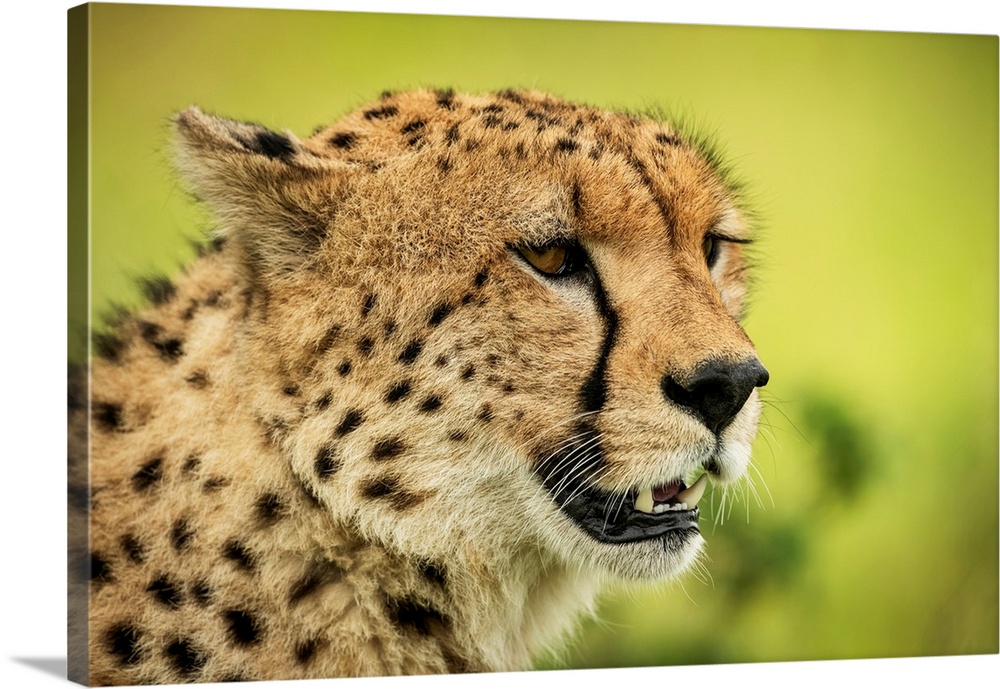 Close-up of cheetah (acinonyx jubatus) face against blurred background, Klein's camp, Serengeti national park, Tanzania.