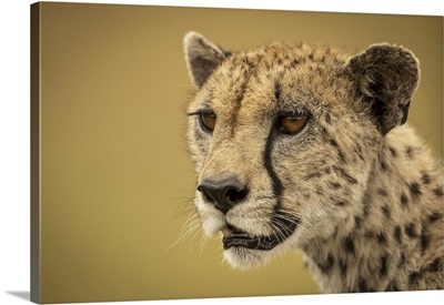 Cheetah Is Staring Into The Distance, Close-Up Of Her Face And Neck, Serengti, Tanzania