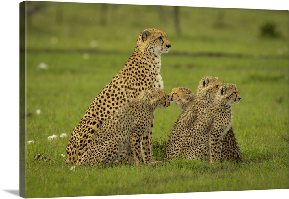 Cheetah (Acinonyx jubatus) sits on grass beside four cubs in Maasai Mara National Reserve; Narok, Masai Mara, Kenya.
