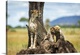 image thumbnail of Cheetah (Acinonyx jubatus) sits on termite mound by cubs, Grumeti Serengeti Tented Camp, Serengeti National Park; Tanzania
