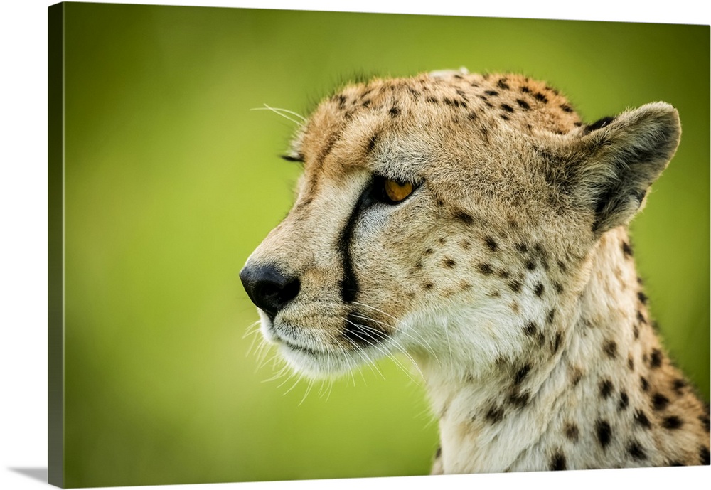 Close-up of cheetah (Acinonyx jubatus) sitting with green bokeh, Grumeti Serengeti Tented Camp, Serengeti National Park; T...