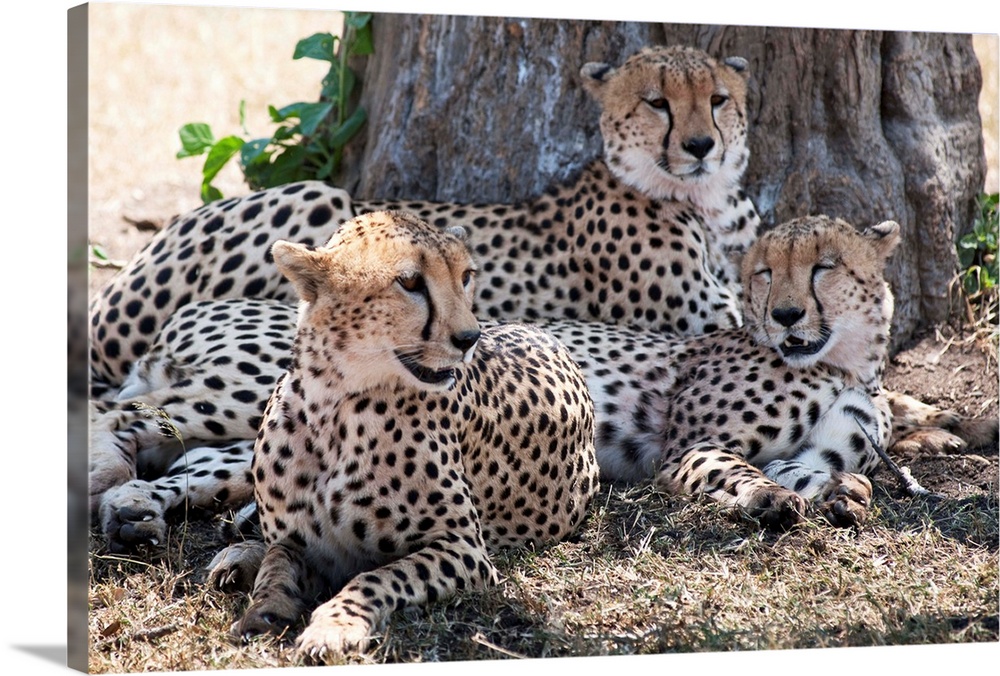 Cheetahs, Kenya, Africa