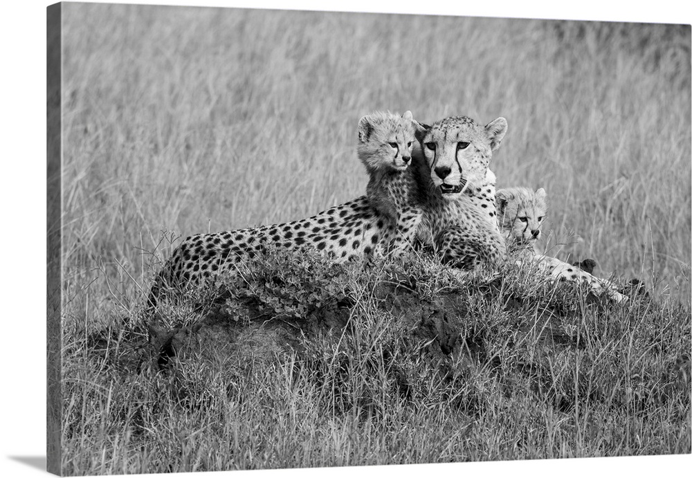 Cheetahs (acinonyx jubatus), mother animal with young cubs resting on a mound in the grassy savanna at the Grumeti game re...