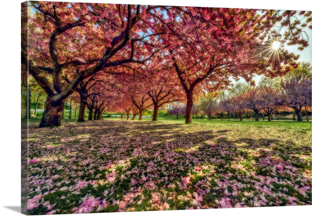 Beauty of Cherry blossom trees (Prunus kanzan) in full bloom with petals littering the ground in a park; Brooklyn, New Yor...