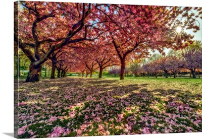 Cherry Blossom Trees In Full Bloom, Brooklyn, New York