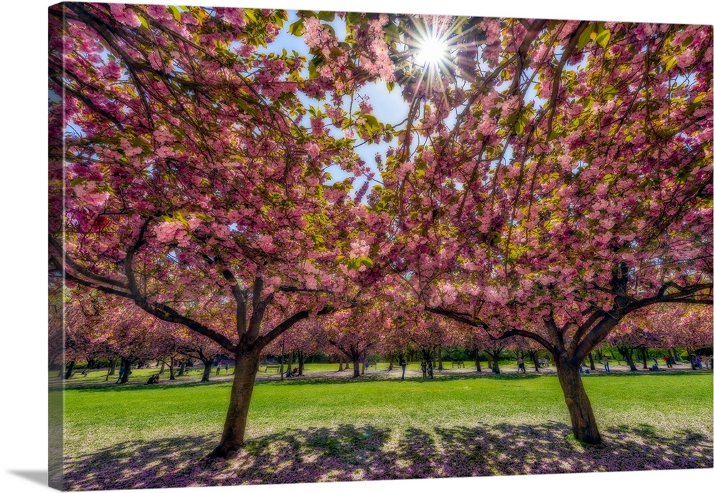 Beauty of Cherry blossom trees (Prunus kanzan) in full bloom with petals littering the ground in a park; Brooklyn, New Yor...