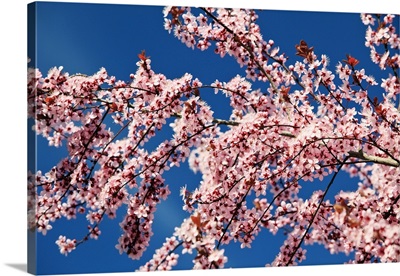 Cherry Blossoms On A Tree In Spring, Oregon