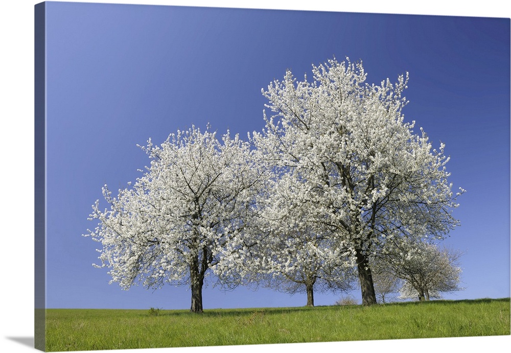 Cherry Trees, Moembris, Aschaffenburg, Franconia, Bavaria, Germany