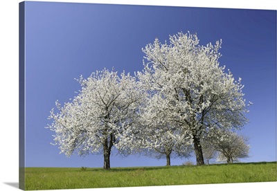 Cherry Trees, Moembris, Aschaffenburg, Franconia, Bavaria, Germany
