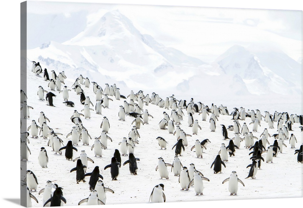 Chinpstrap penguins on a snowy hillside.