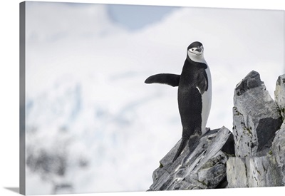 Chinstrap Penguin (Pygoscelis Antarcticus) Stands On Rock Waving Flippers, Antarctica,