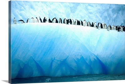 Chinstrap penguins lined up along a blue iceberg.