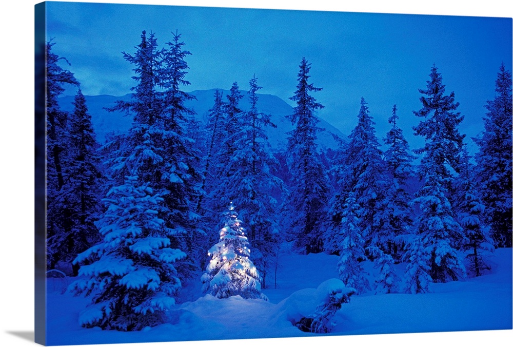 Huge photograph emphasizes a small spruce tree decorated with seasonal lights as it sits amongst a woodland thick with tre...