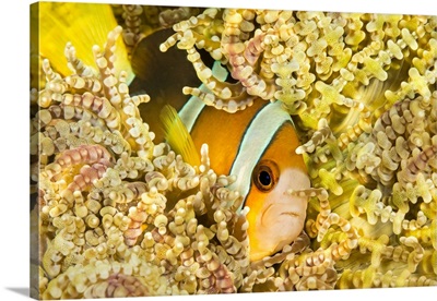 Clark's anemonefish in Beaded Sea Anemone; Philippines