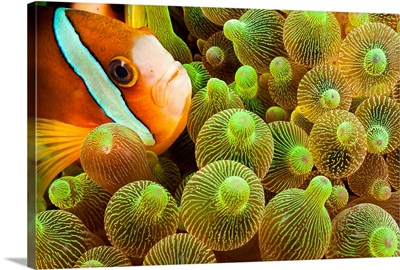Clark's anemonefish in sea anemone, Komodo, Indonesia
