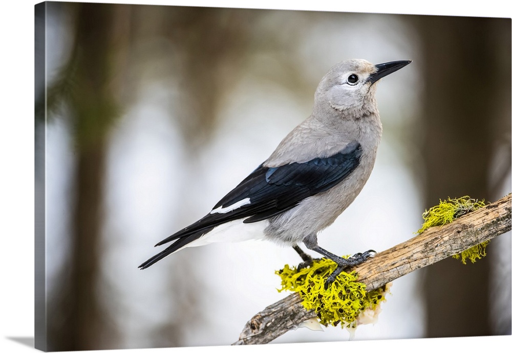 Clark's Nutcracker (Nucifraga columbiana) perched on branch with colourful lichens; Silver Gate, Montana, United States of...