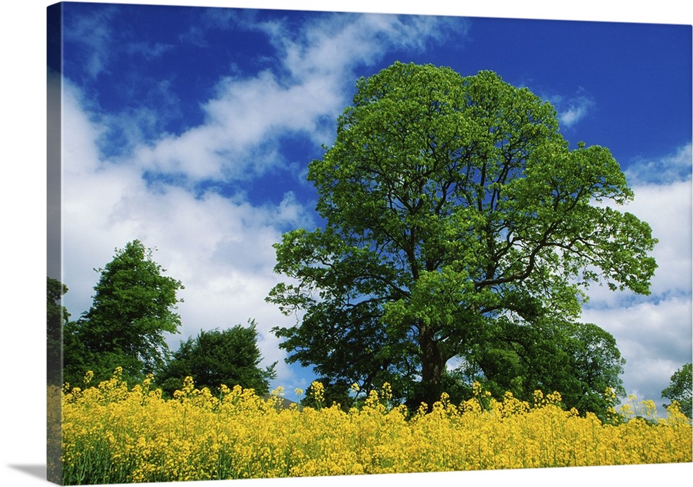 Clonmel, County Tipperary, Ireland; Field Of Rapeseed