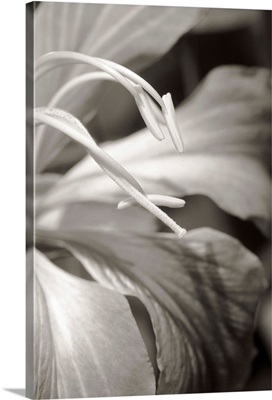 Close-up detail of a hong kong orchid