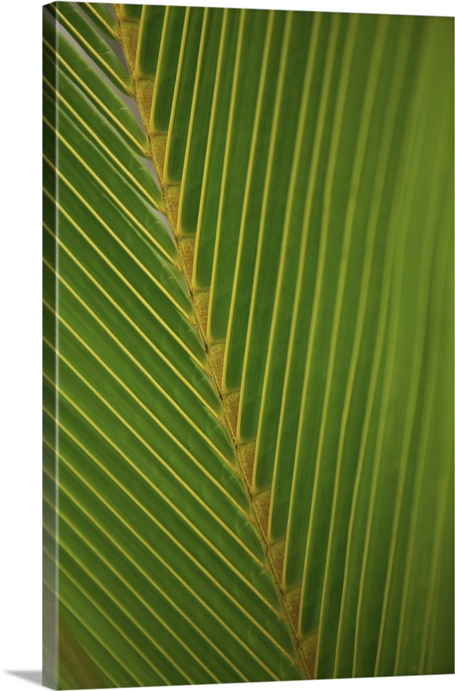Close-Up Detail Of Coconut Palm Leaf