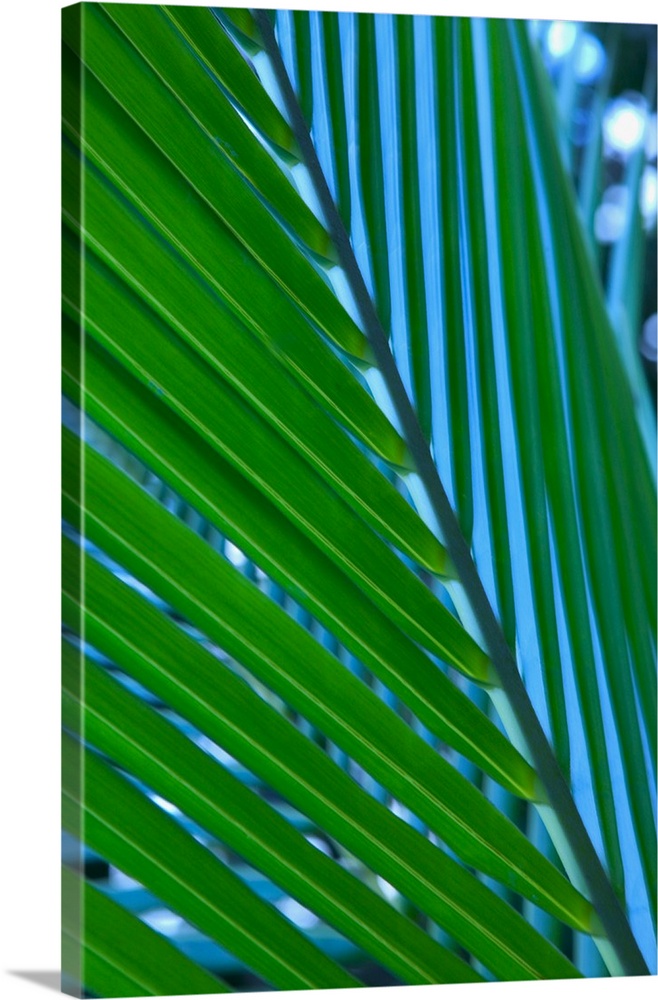 Close-Up Detail Of Coconut Palm Leaf